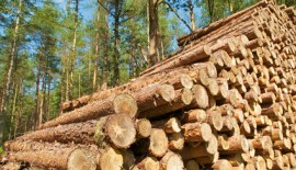 Holz, Forstwirtschaft, Rohholz, Baumstämme